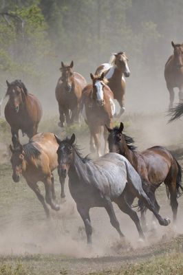 Caballos Corriendo en el Polvo