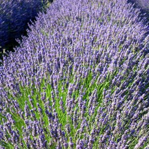 Campos de Lavanda en Flor