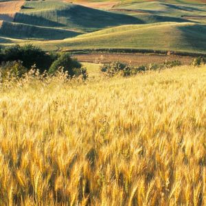 Campos de trigo dorado
