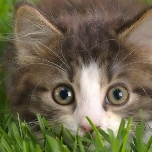 Gatito Adorable en la Hierba