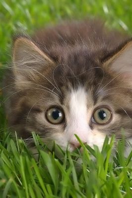 Gatito Adorable en la Hierba