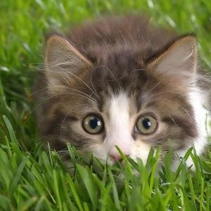 Gatito Adorable en la Hierba
