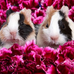 Cobayas Lindas en Flores