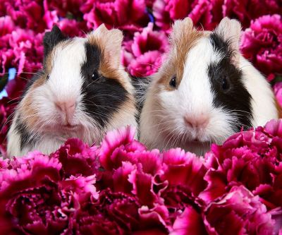 Cobayas Lindas en Flores