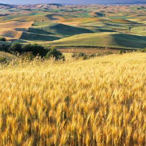 Campos de Trigo Dorado