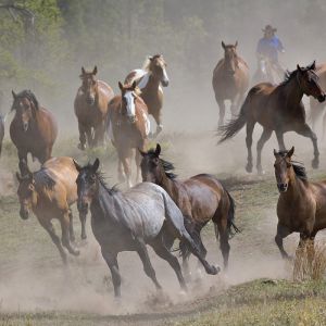 Caballos Salvajes Corriendo