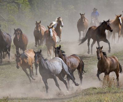 Caballos Salvajes Corriendo