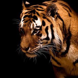 Retrato de un Tigre Majestuoso