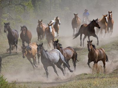 Caballos Salvajes Corriendo