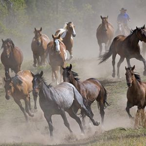 Caballos Corriendo en el Polvo