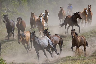 Caballos Corriendo en el Polvo