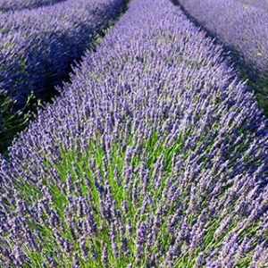 Campos de Lavanda en Flor