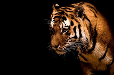 Primer Plano de un Tigre Majestuoso