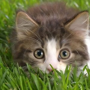 Gatito Adorable en el Césped