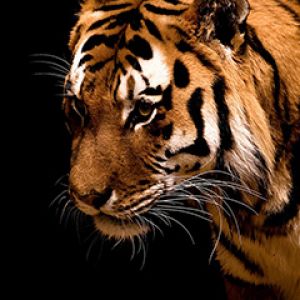 Cerca de un tigre majestuoso