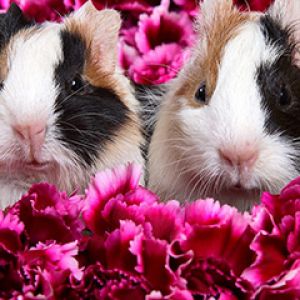 Cobayas Lindas en Flores