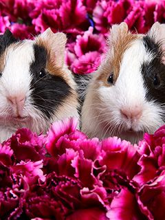 Cobayas Lindas en Flores