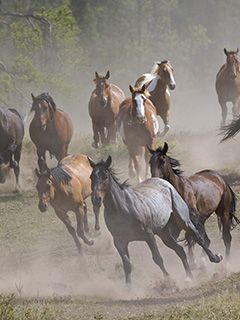Caballos Salvajes Corriendo