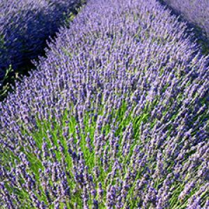 Campos de Lavanda en Flor