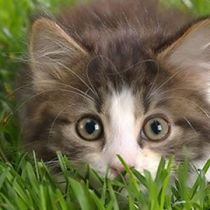 Gatito Lindos en la Hierba