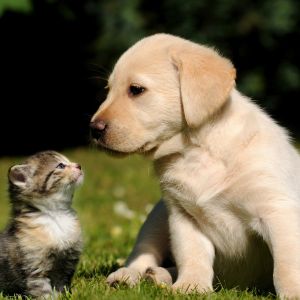 Cachorro y Gatito Adorable