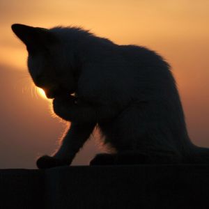 Silhouette de un Gato al Atardecer
