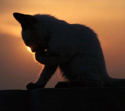 Silhouette de un Gato al Atardecer