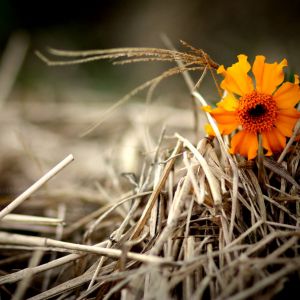 Flor Naranja Vibrante en Heno
