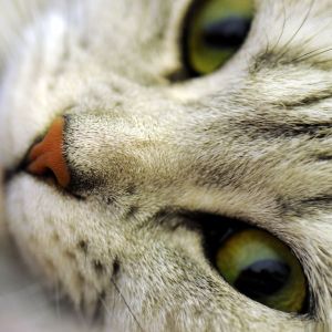 Ojos de Gato en Primer Plano