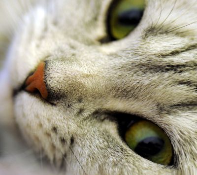 Ojos de Gato en Primer Plano
