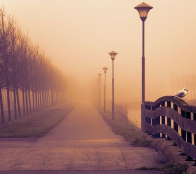 Camino Brumoso con Farolas