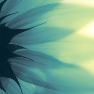 Abstracto Floral Suave
