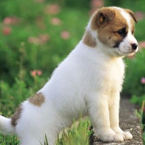 Cachorro Bonito en Campo Verde