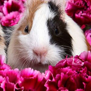 Cobaya Entre Flores