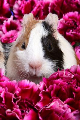 Cobaya Entre Flores