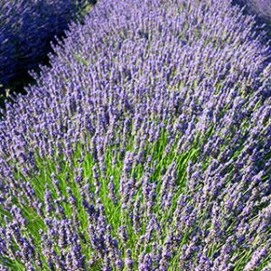 Campos de Lavanda en Flor