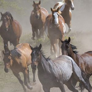 Caballos Salvajes Corriendo