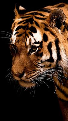 Primer Plano de un Tigre Majestuoso