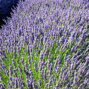 Campos de Lavanda en Flor
