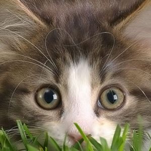 Gatito Adorable en la Hierba