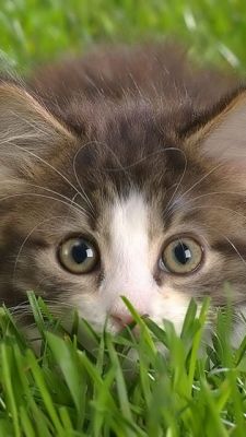 Gatito Adorable en la Hierba