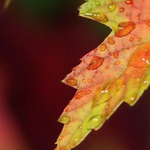 Hoja Colorida con Gotas de Agua
