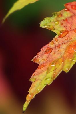 Hoja Colorida con Gotas de Agua