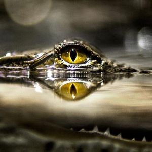 Reflejo del Ojo de Cocodrilo