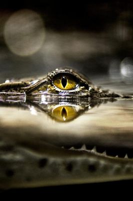 Reflejo del Ojo de Cocodrilo