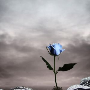 Rosa Azul en la Naturaleza