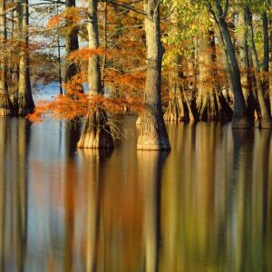 Reflejo de Otoño en la Naturaleza