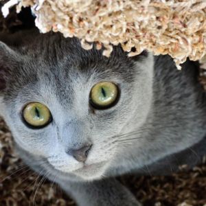 Gato Gris Adorable