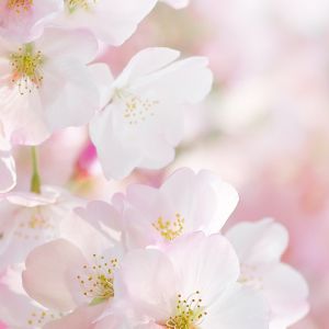 Flores de Cerezo