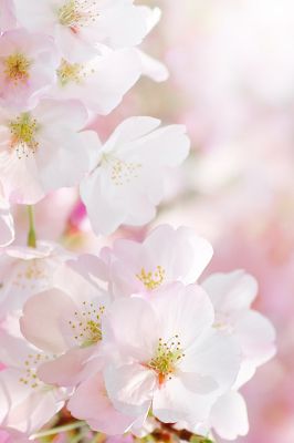 Flores de Cerezo